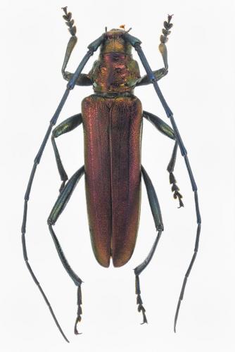 Réf. 187 121 : Aromia moschata
